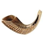 shofars pour la vente en corne de bélier Shofar 14-15.